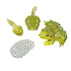 Insect Lore Frog Life Cycle Stages Figures-Type: Animal studies