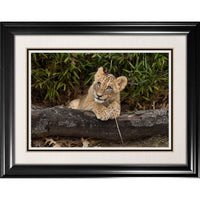 Lion Cub - Framed Print - 36" x 28"-High-quality art print professionally matted and framed