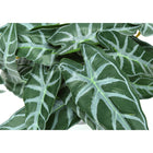 Monarch Specialties 8" Artificial Indoor Alocasia - Table - Black Cement Pots - Set of 2-7
