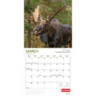Wyman Publishing 2026 Canadian Geographic Moose Official Monthly Hanging Wall Calendar - 12" W x 24" H  - English-Use Right Away - 16-month calendar, 12 full monthly pages and beginning with a bonus spread of the final four months of the preceding year with an additional image