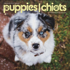 DateWorks 2026 16-Month Mini Wall Calendar - 7" x 7" - Puppies - Bilingual-7.00" x 7.00"