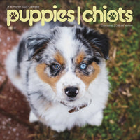 DateWorks 2026 16-Month Mini Wall Calendar - 7" x 7" - Puppies - Bilingual-7.00" x 7.00"