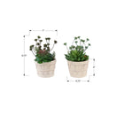 Monarch Specialties 9365 9" Tall Artificial Succulents - Beige Cement Pots - Set of 2-Backed by a 5-year limited warranty, these artificial plants are designed for lasting confidence and durability