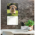 Mead 2027 Decorative Wall Calendar - 12" x 12" - Puppies - Bilingual-Closed calendar measures 12"L x 12"W for easy wall display