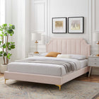 Modway Sienna Performance Velvet Twin Platform Bed with Gold Metal Legs - Pink-Assembly Required