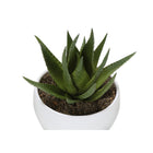 Monarch Specialties 6" Artificial Indoor Succulent Green Plants - Table - White Pots - Set of 3-6