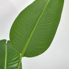 HOMCOM 5' Artificial Banana Tree in Pot for Indoor Outdoor Décor - Green-Colour: Green, Black 