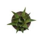 Monarch Specialties 6" Artificial Indoor Succulent Green Plants - Table - White Pots - Set of 3-9