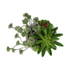 Monarch Specialties 9365 9" Tall Artificial Succulents - Beige Cement Pots - Set of 2-Crafted from high-quality materials, these artificial succulents offer the beauty of greenery with no maintenance required