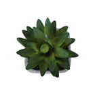 Monarch Specialties 9363 8" Tall Artificial Succulents - Grey Cement Pots - Set of 2-Styled in sleek grey cement pots, each artificial plant offers a contemporary look while providing a stable and durable base that complements modern décor
