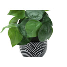 Monarch Specialties 8" Artificial Indoor Alocasia - Table - Black Cement Pots - Set of 2-No assembly required and backed by a 5 year limited warranty against manufacturer defects for your confidence