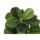 Monarch Specialties 14" Artificial Indoor Ficus - Table - Black Pots - Set of 2-6