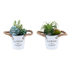 Monarch Specialties 9361 7" Tall Artificial Succulent - White Metal Pots - Set of 2-Refresh your tabletop décor with this set of 2 artificial plants, featuring 7" tall artificial succulents styled in sleek white metal pots a clean, modern accent for the home or office