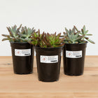 Avery Waterproof Labels - 1" x 2.575" - 1500 Pack-Resists water, scuffs, tears and smudges