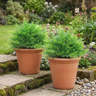 HOMCOM 23.6" Artificial UV-Resistant Boston Ferns - Green-These lush boston ferns feature 91 realistic PE leaves for a natural look 