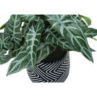 Monarch Specialties 8" Artificial Indoor Alocasia - Table - Black Cement Pots - Set of 2-Product dimensions: 8 in. L x 7 in. W x 8 in. H (each plant)
