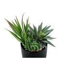 Monarch Specialties 7" Artificial Indoor Succulent Green Plants - Table - Glossy Black Pots - Set of 2-For use indoor only, these artificial plants include a 5 year limited warranty against any defects for your satisfaction