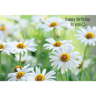 Aline Greetings General Birthday Card, Smiling Daisies, happy birthday to you :), 18 Pack-Premium uncoated paper stock