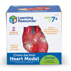 Learning Resources Soft Foam Cross-Section Human Heart Model-Age group and grade: Ages 7 - 12 and grades 2nd - 5th