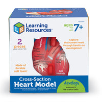 Learning Resources Soft Foam Cross-Section Human Heart Model-Age group and grade: Ages 7 - 12 and grades 2nd - 5th