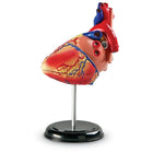 Learning Resources Heart Anatomy Model-Features superior and inferior venae cavae, right and left atria, tricuspid valve, right and left ventricles, pulmonary artery, mitral valve, aortic valve and aorta