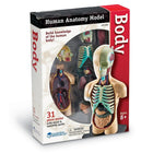 Learning Resources Human Body Anatomy Model-Using the photo illustrated instructions, students assemble this realistic, 31 piece model and gain a hands on understanding of how organs and systems interact