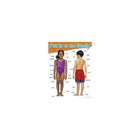 TREND enterprises, Inc. Parts of the Body Learning Chart, 17" x 22"-Age group and grade: Ages 3 - 8 and grades pre-school - 2nd