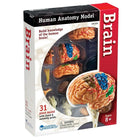 Learning Resources Brain Anatomy Model-Age group and grade: Ages 8 - 11 and grades 3+