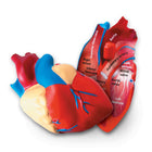 Learning Resources Soft Foam Cross-Section Human Heart Model-Type: Human body