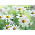 Millbrook Studios 5-3/8" x 7-3/4" Happy Birthday To You Greeting Cards and Envelopes, 18 Pack (06240)-Printed on uncoated card stock