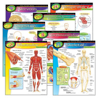 TREND enterprises, Inc. The Human Body Learning Charts Combo Pack, 7 Pack-Classroom