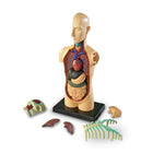 Learning Resources Human Body Anatomy Model-Type: Human body
