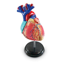 Learning Resources Heart Anatomy Model-Age group and grade: Ages 8 - 11 and grades 3+