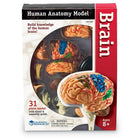 Learning Resources Brain Anatomy Model-Features cerebellum, frontal, parietal, temporal and occipital lobes, corpus callosum, brain stem, hippocampus, ventricles, insula, corpus striatum, internal capsule and lentiform nucleus