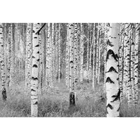 Komar Birch Forest Wall Mural, White-Printed on non woven