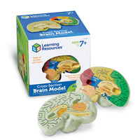 Learning Resources Soft Foam Cross-Section Human Brain Model-Age group and grade: Ages 7 - 11 and grades 2nd - 5th