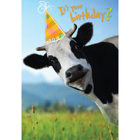 Millbrook Studios 5-3/8" x 7-3/4" It's Your Birthday? Greeting Cards and Envelopes, 18 Pack (06111)-Printed on uncoated card stock