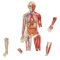 Learning Resources Double-Sided Magnetic Human Body-Age group and grade: Ages 5 - 8 and grades kindergarten+