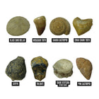 Educational Insights GeoSafari Jr. Fossil Excavation Kit - Multicolor-Includes: Hardened sand block with eight fossils to excavate, rock hammer, chisel, brush, and magnifying glass.