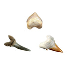 National Geographic Shark Tooth Dig Kit-6